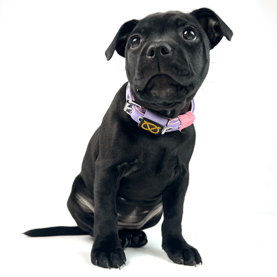 Staffordshire Bull Terrier 1935® Collier et Laisse Chiot - Little Blue Edition - Bébé Lilas et Bébé Rose