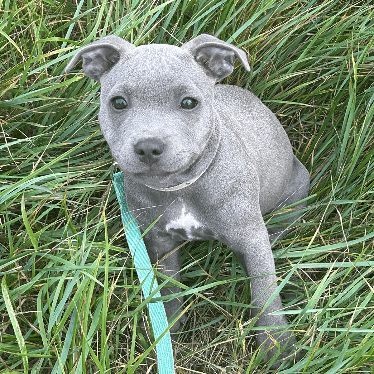 Staffordshire Bull Terrier Puppy Collar & Leash Set - Staffordshire Bull Terrier 1935®