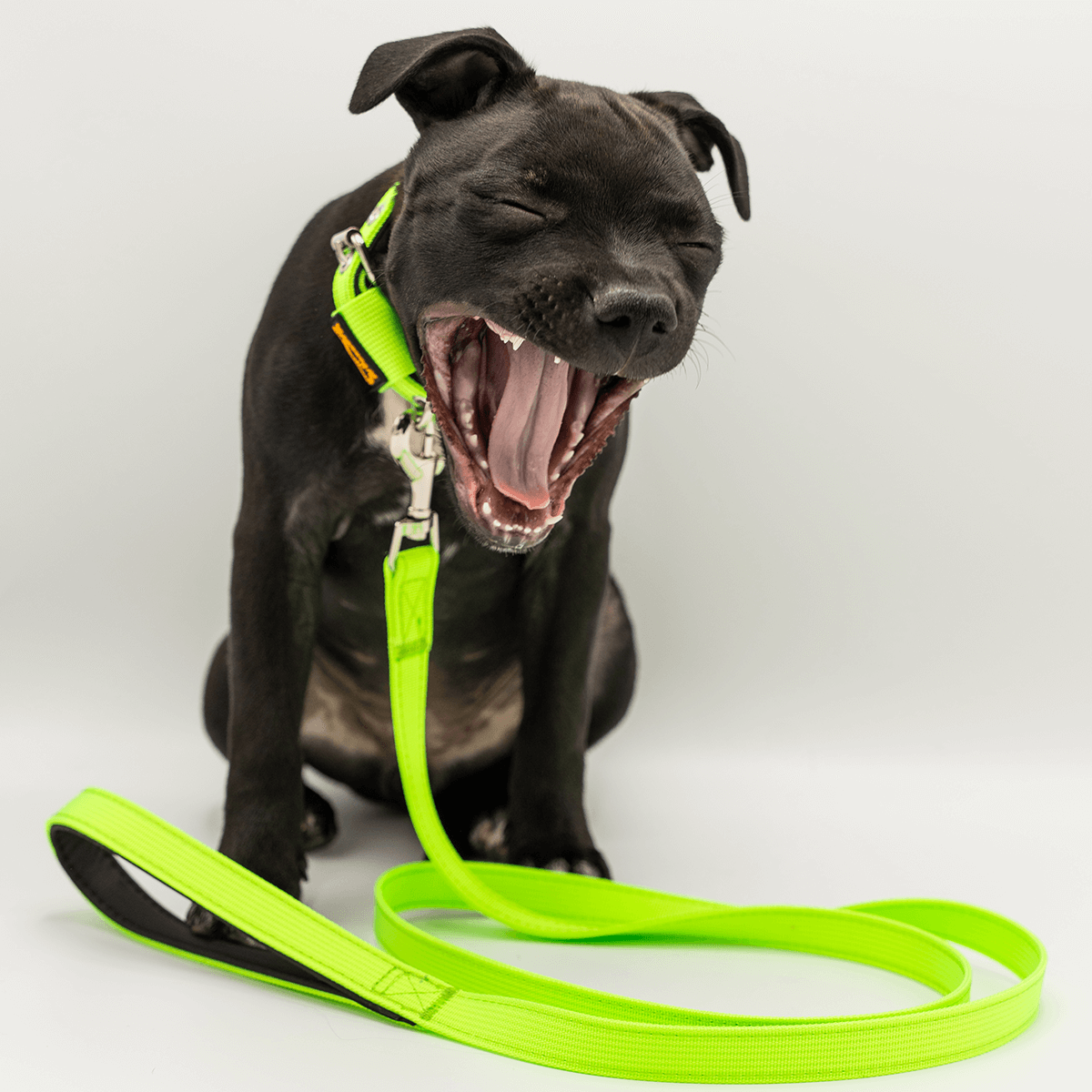 Staffordshire Bull Terrier Puppy Collar & Leash Set - Staffordshire Bull Terrier 1935®