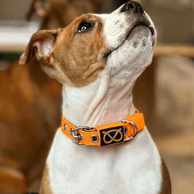 Staffordshire Bull Terrier Puppy Collar & Leash Set - Staffordshire Bull Terrier 1935®