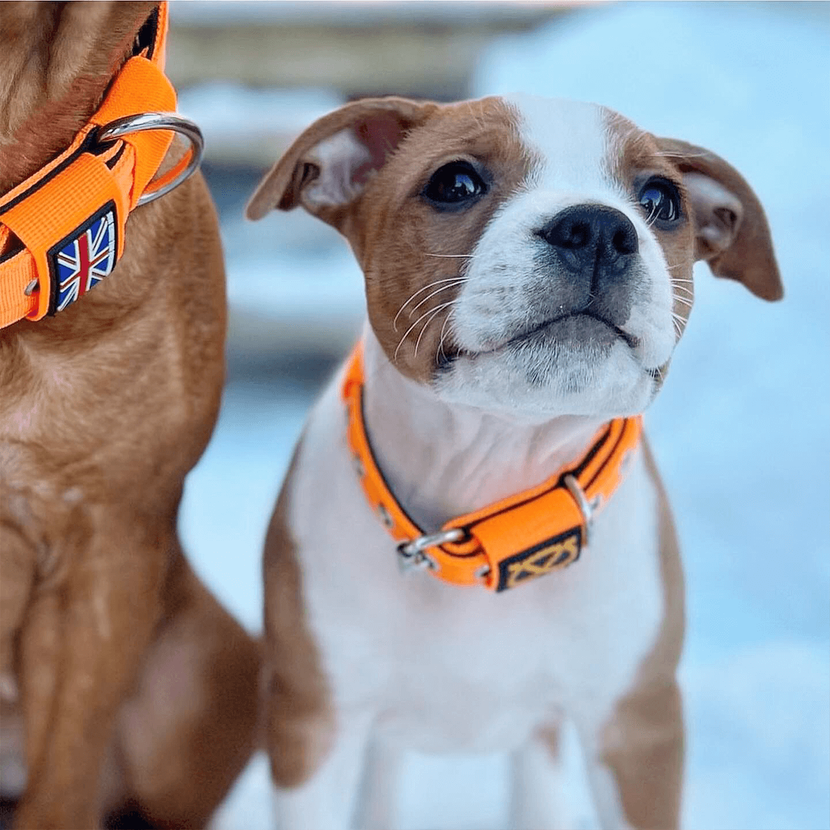 Staffordshire Bull Terrier 1935® Valphalsband & Koppel Set - Orange