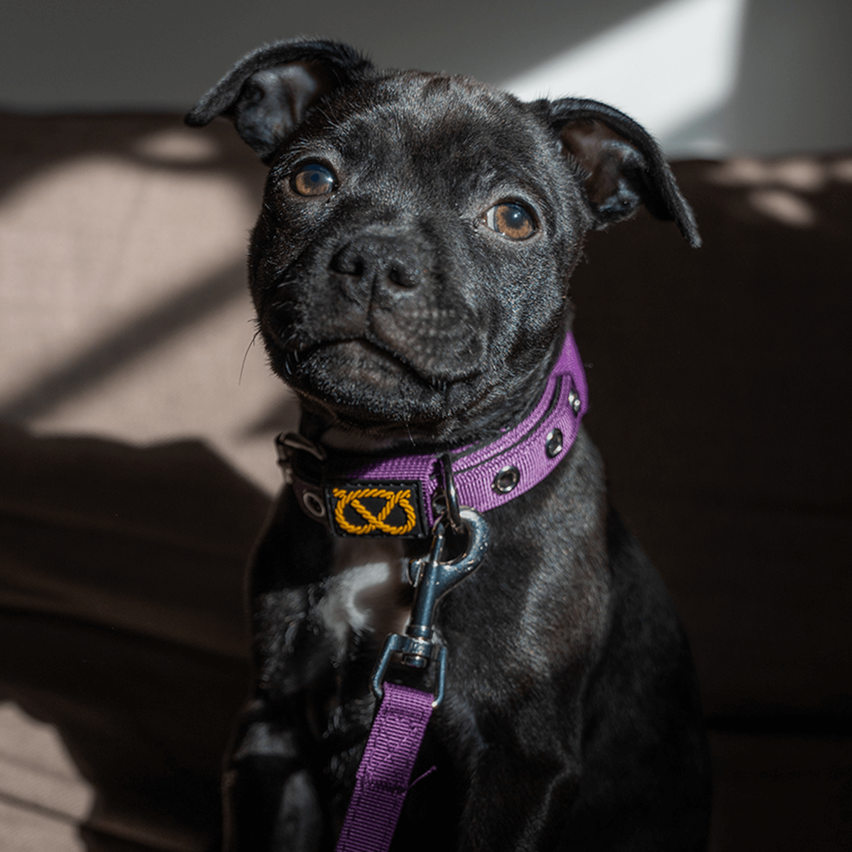 Staffordshire Bull Terrier Puppy Collar & Leash Set - Staffordshire Bull Terrier 1935®