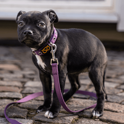 Staffordshire Bull Terrier Puppy Collar & Leash Set - Staffordshire Bull Terrier 1935®