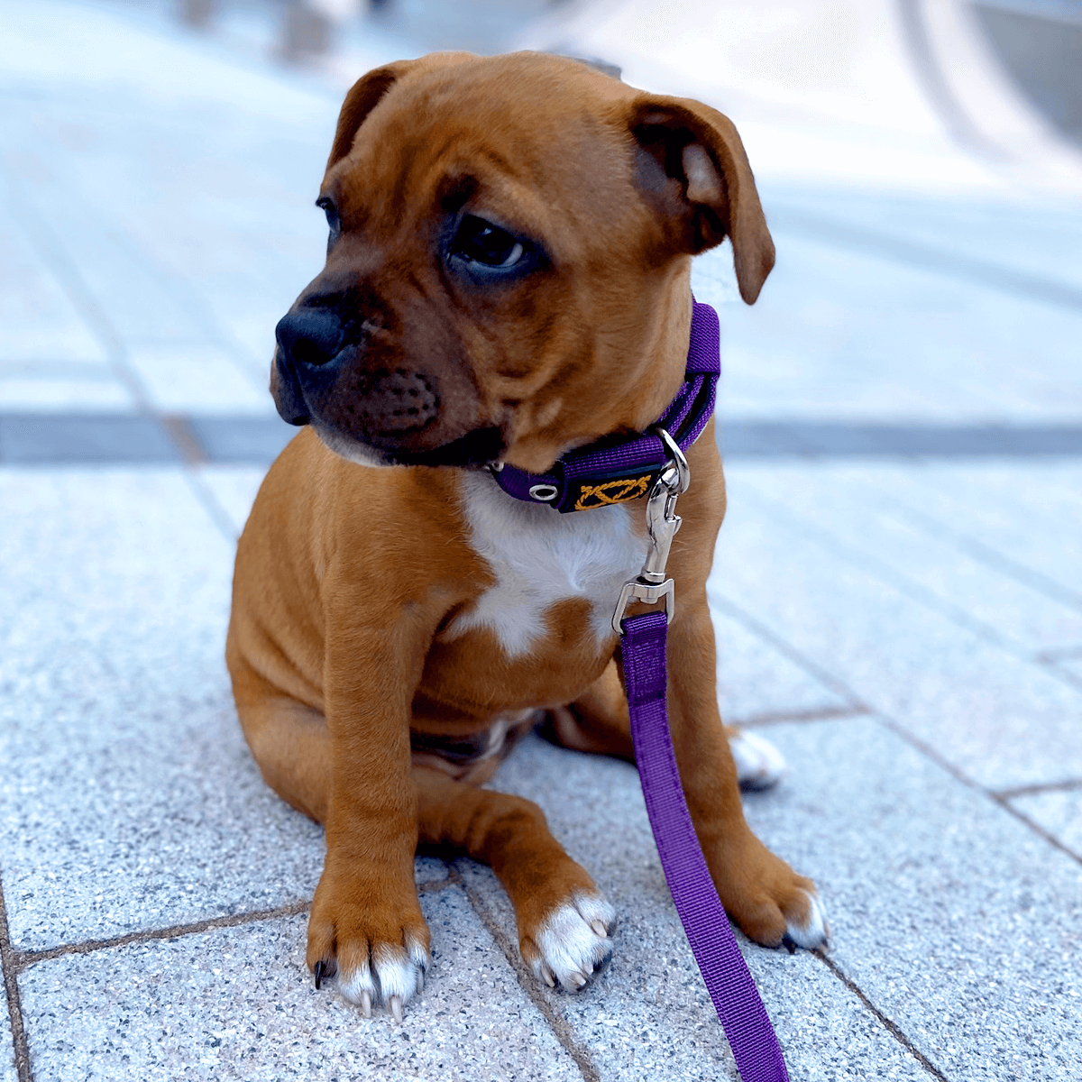 Staffordshire Bull Terrier 1935® Puppy Collar & Leash Set - Purple