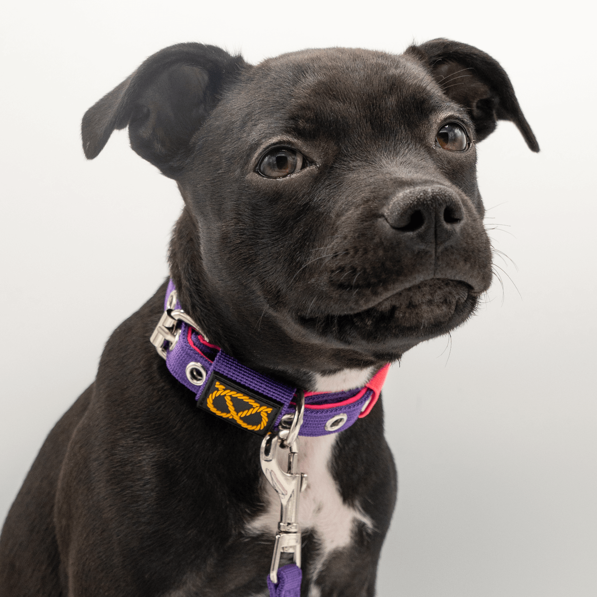 Staffordshire Bull Terrier Puppy Collar & Leash Set - Staffordshire Bull Terrier 1935®