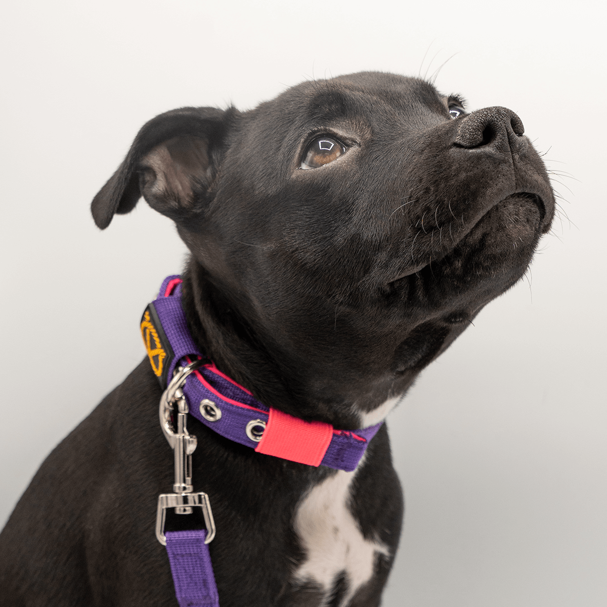 staffy-puppy-collar-purple-neonpink-1Staffordshire Bull Terrier Puppy Collar & Leash Set - Staffordshire Bull Terrier 1935®