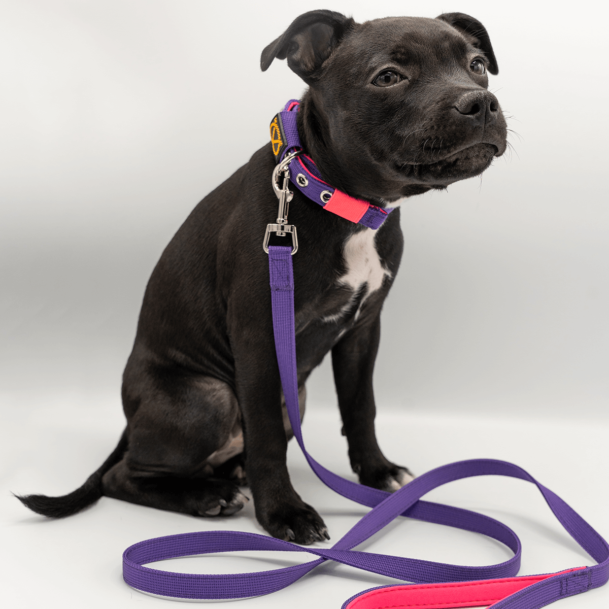 Staffordshire Bull Terrier Puppy Collar & Leash Set - Staffordshire Bull Terrier 1935®