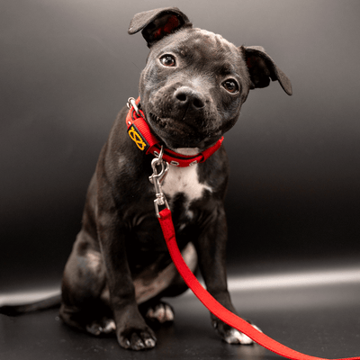 Staffordshire Bull Terrier 1935® Puppy Collar & Leash Set - Red