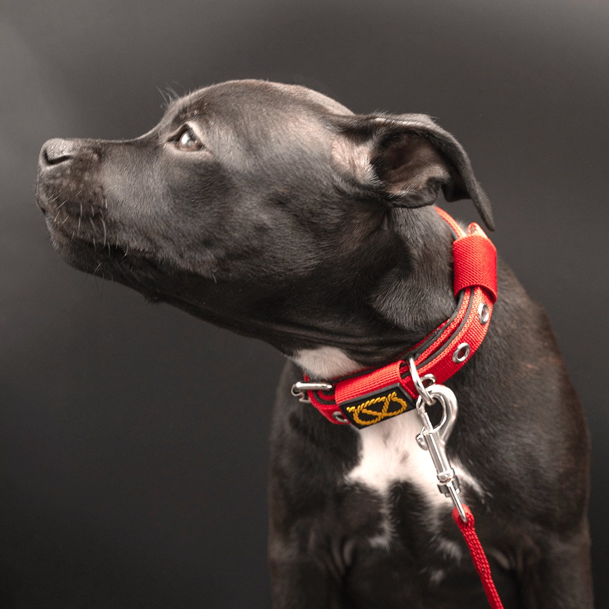 Staffordshire Bull Terrier 1935® Collier et Laisse Chiot - Rouge