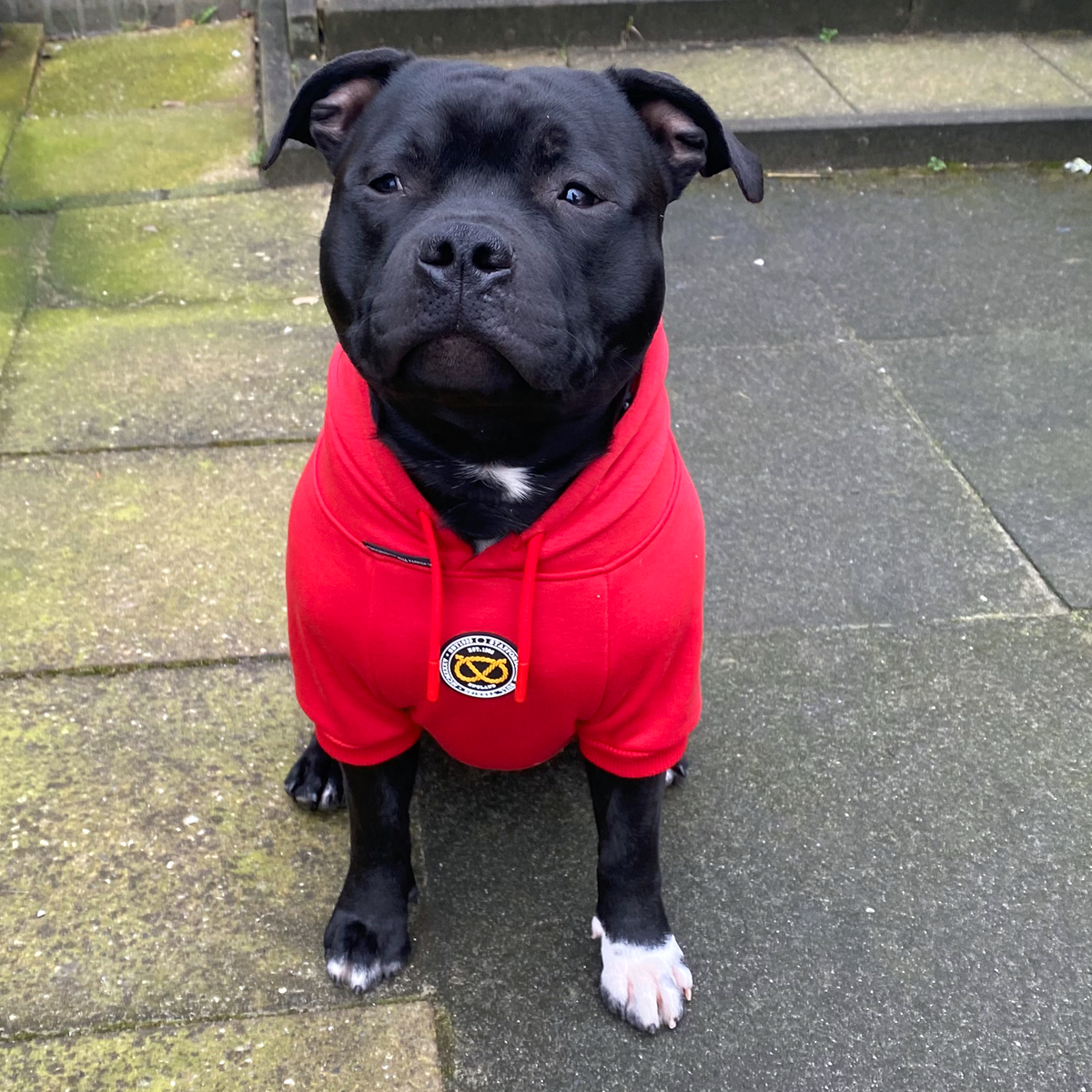 Staffordshire Bull Terrier 1935® Hoodies - Red