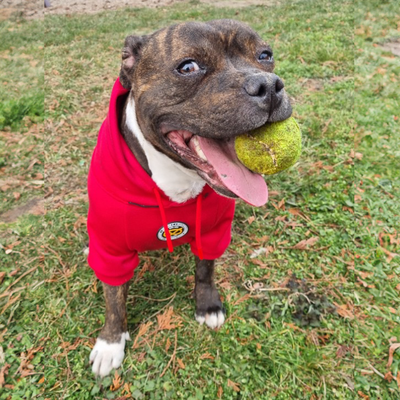 Staffordshire Bull Terrier 1935® Hoodies - Red