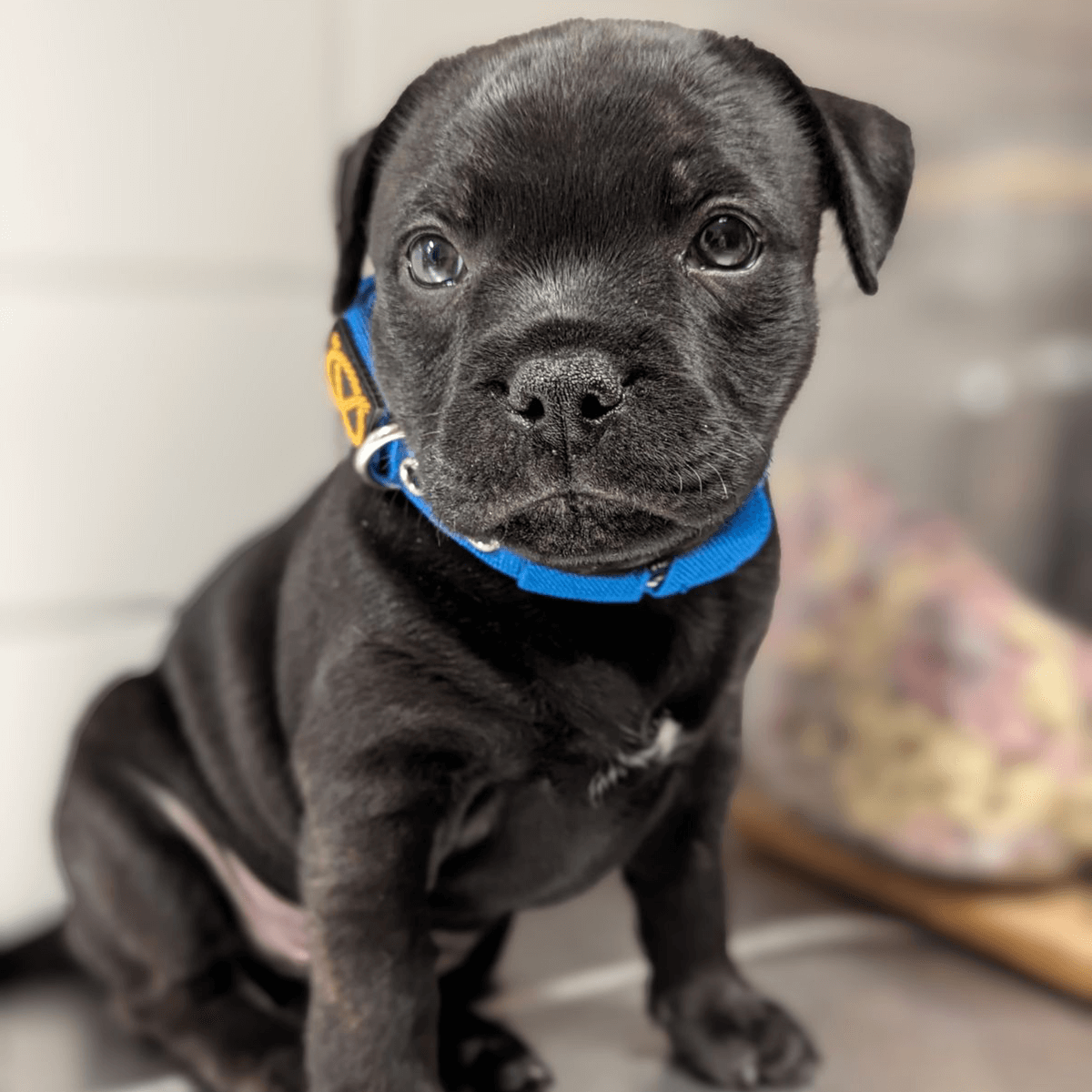 Staffordshire Bull Terrier Puppy Collar & Leash Set - Staffordshire Bull Terrier 1935®