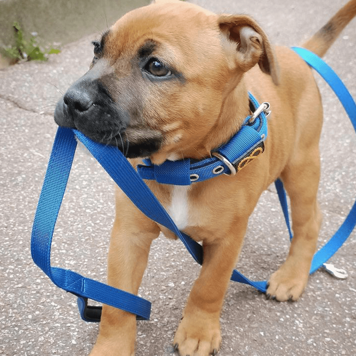 Staffordshire Bull Terrier Puppy Collar & Leash Set - Staffordshire Bull Terrier 1935®