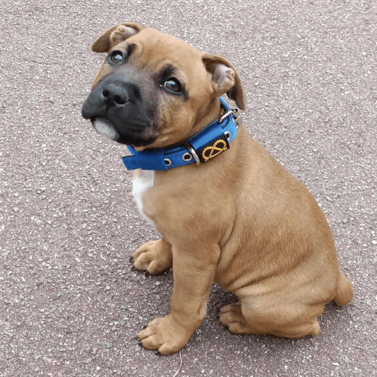 Staffordshire Bull Terrier Puppy Collar & Leash Set - Staffordshire Bull Terrier 1935®