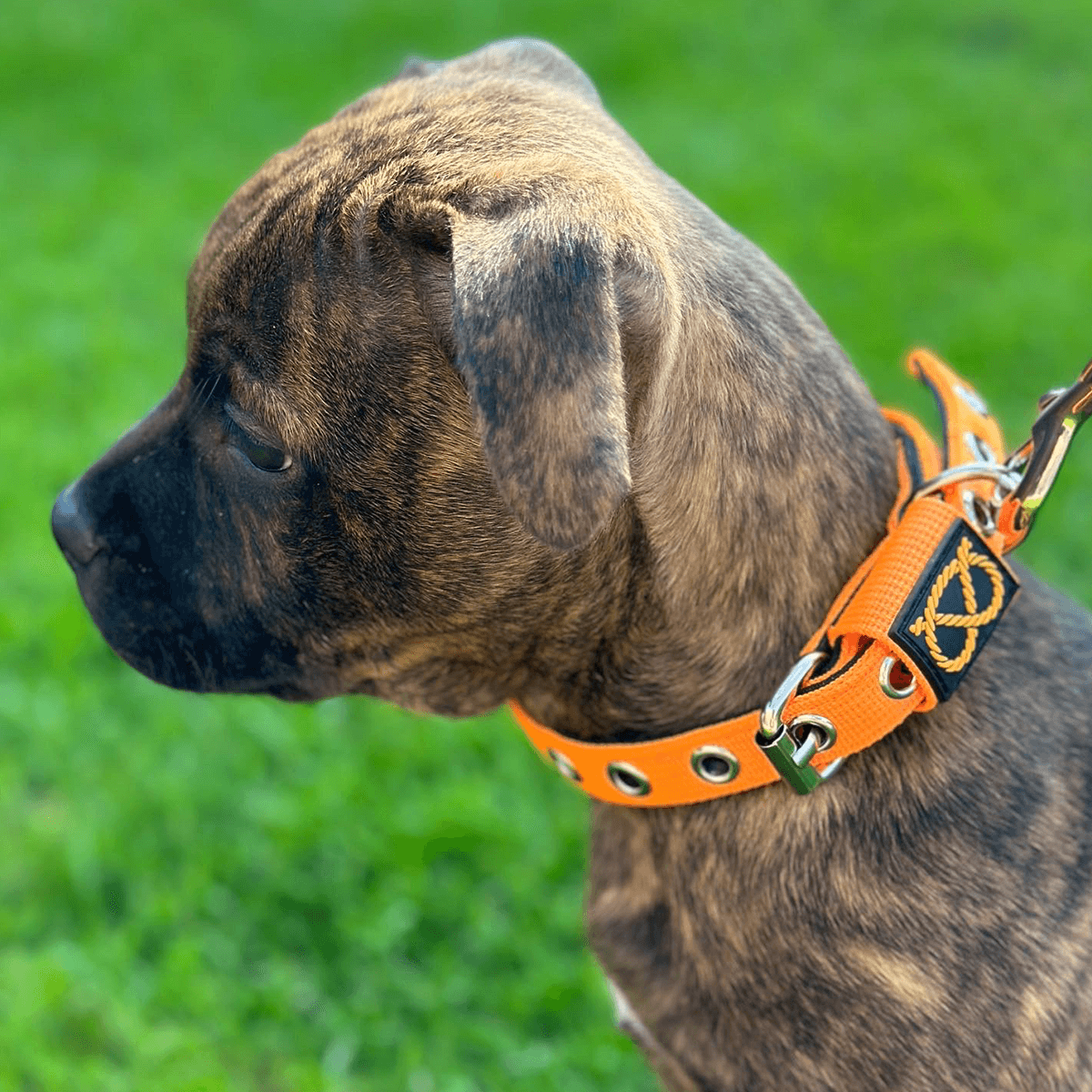 Staffordshire Bull Terrier Puppy Collar & Leash Set - Staffordshire Bull Terrier 1935®