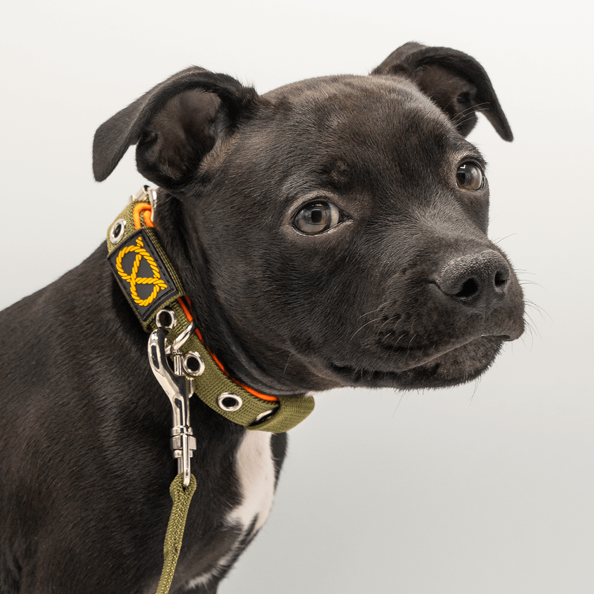 Staffordshire Bull Terrier Puppy Collar & Leash Set - Staffordshire Bull Terrier 1935®