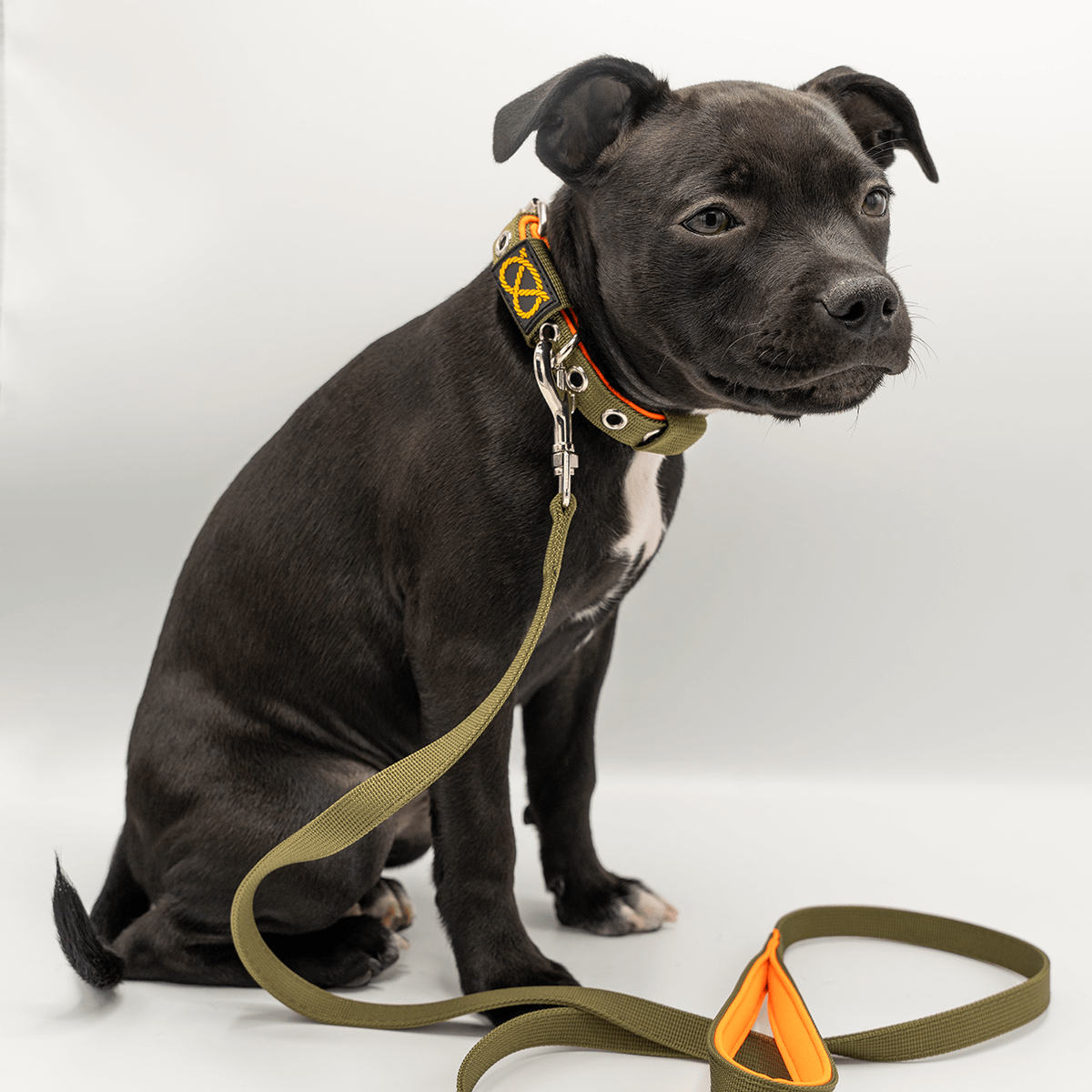 Staffordshire Bull Terrier Puppy Collar & Leash Set - Staffordshire Bull Terrier 1935®