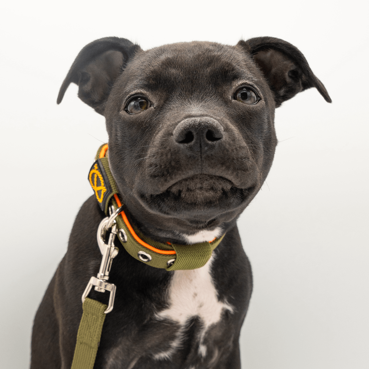 Staffordshire Bull Terrier Puppy Collar & Leash Set - Staffordshire Bull Terrier 1935®