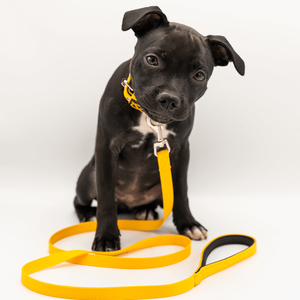 Staffordshire Bull Terrier Puppy Collar & Leash Set - Staffordshire Bull Terrier 1935®