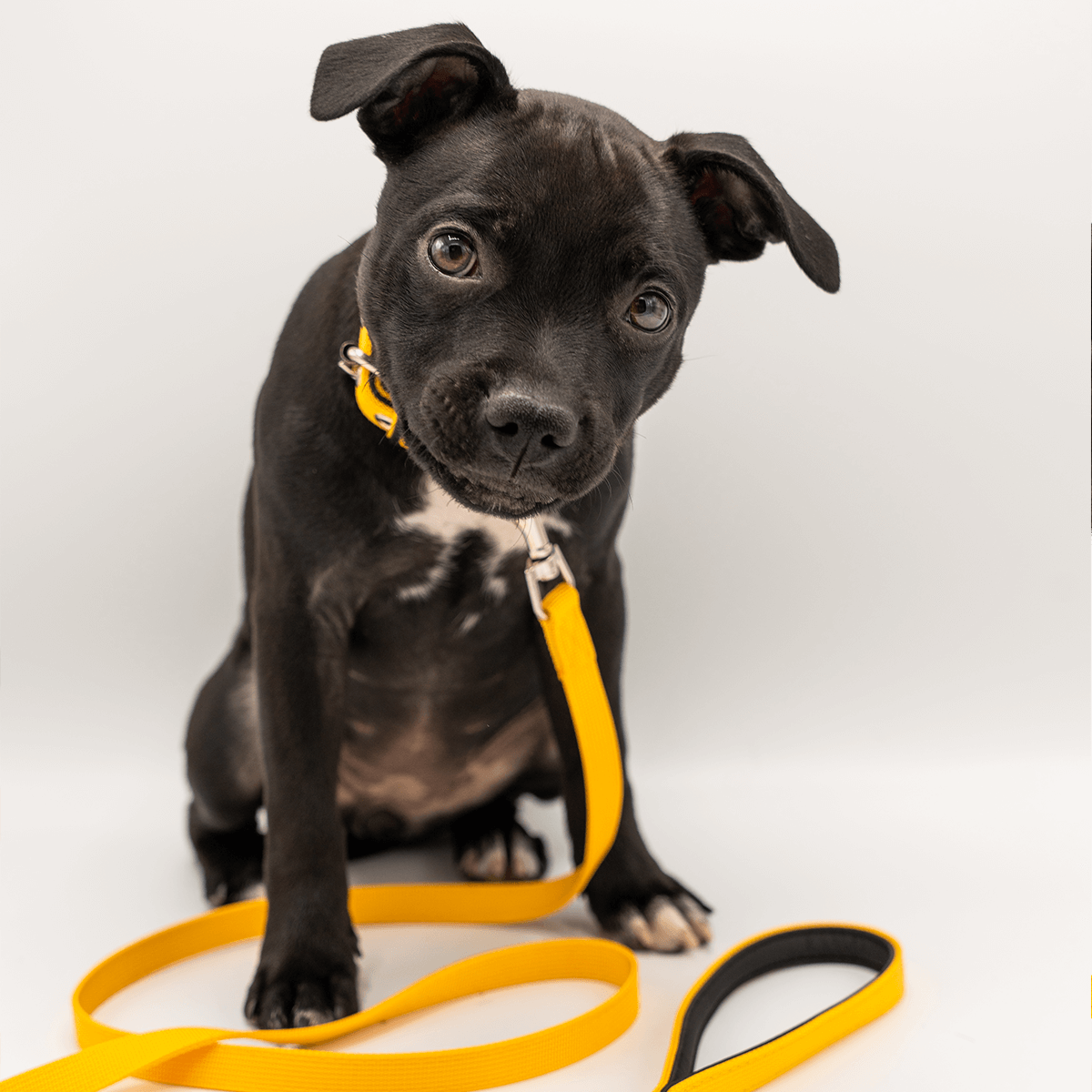 Staffordshire Bull Terrier Puppy Collar & Leash Set - Staffordshire Bull Terrier 1935®