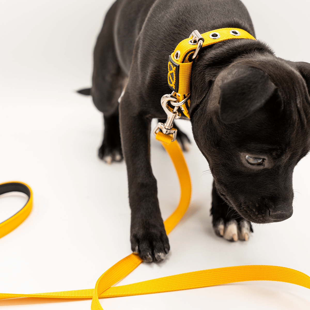 Staffordshire Bull Terrier Puppy Collar & Leash Set - Staffordshire Bull Terrier 1935®