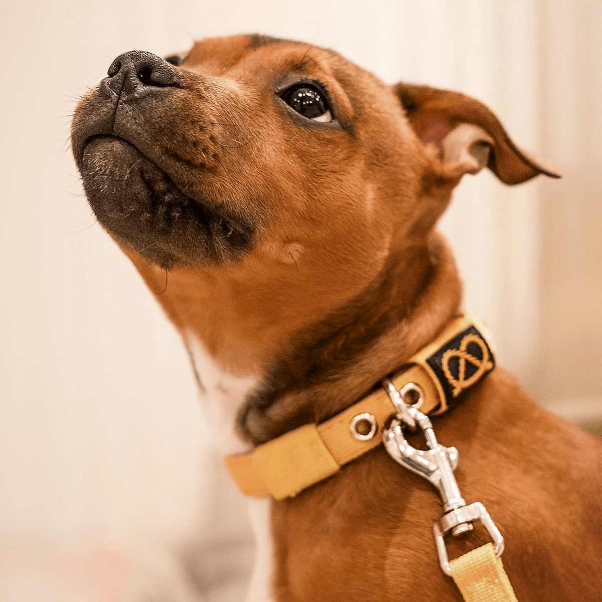 Staffordshire Bull Terrier 1935® Puppy Collar & Leash Set - Yellow