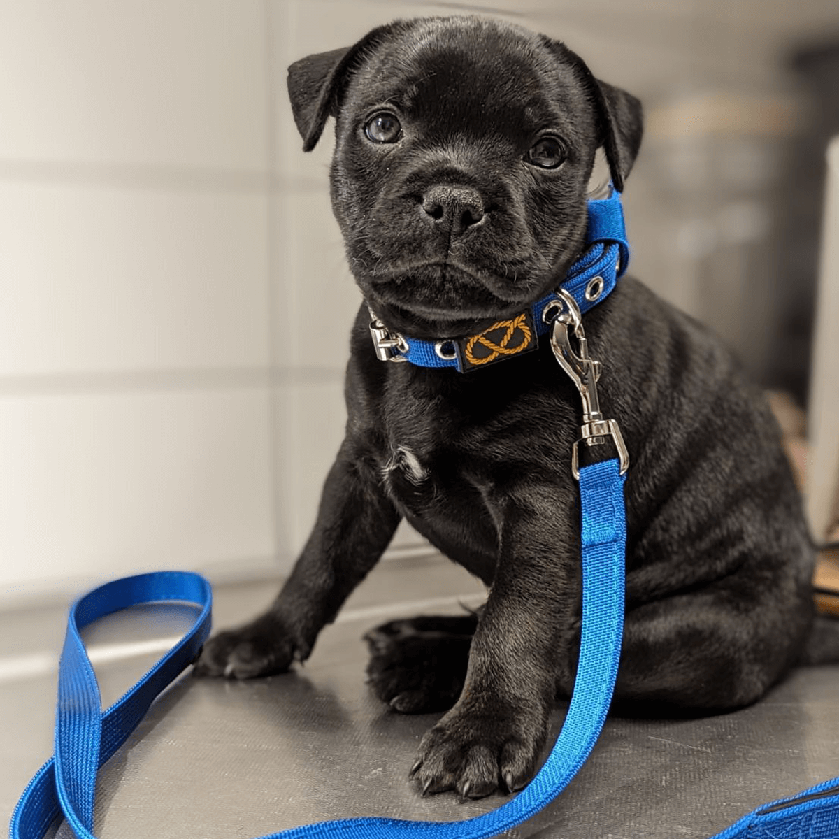 Staffordshire Bull Terrier Puppy Collar & Leash Set - Staffordshire Bull Terrier 1935®