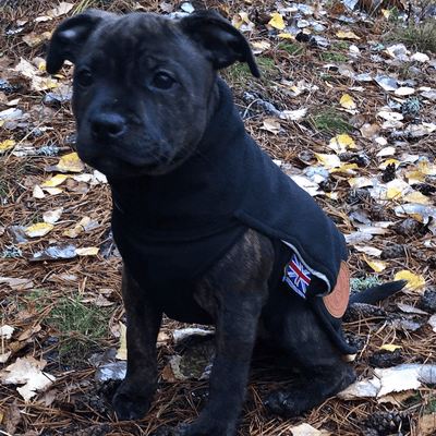 Staffordshire Bull Terrier 1935® Manteau Polaire Chiot - Noir