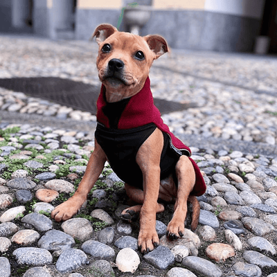 Staffordshire Bull Terrier 1935® Manteau Polaire Chiot - Bordeaux