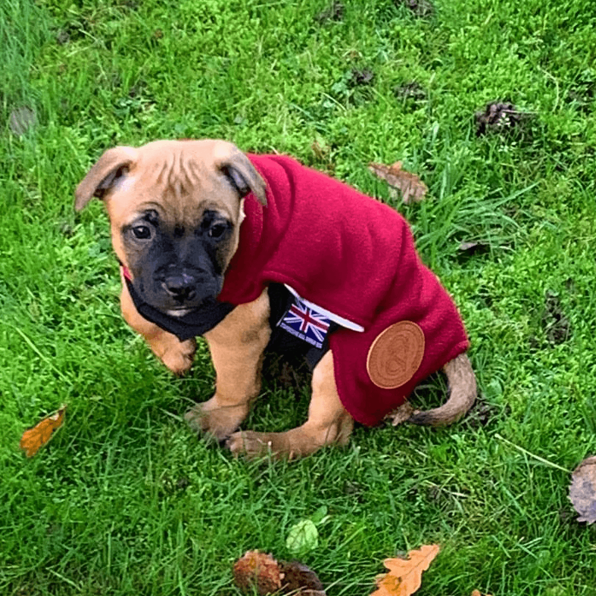 Staffordshire Bull Terrier 1935® Puppy Fleece Coat - Burgundy