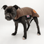 Staffordshire Bull Terrier 1935® Puppy Fleece Coat - Choco