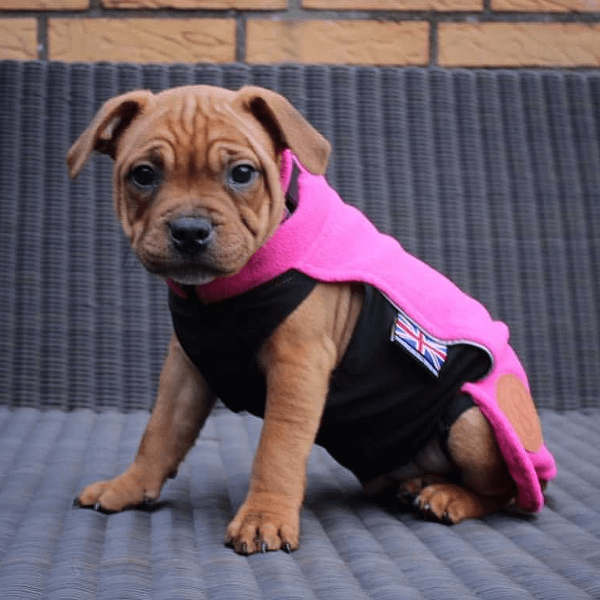 Staffordshire Bull Terrier Puppy Fleece Coat - Staffordshire Bull Terrier 1935®