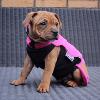 Staffordshire Bull Terrier Puppy Fleece Coat - Staffordshire Bull Terrier 1935®