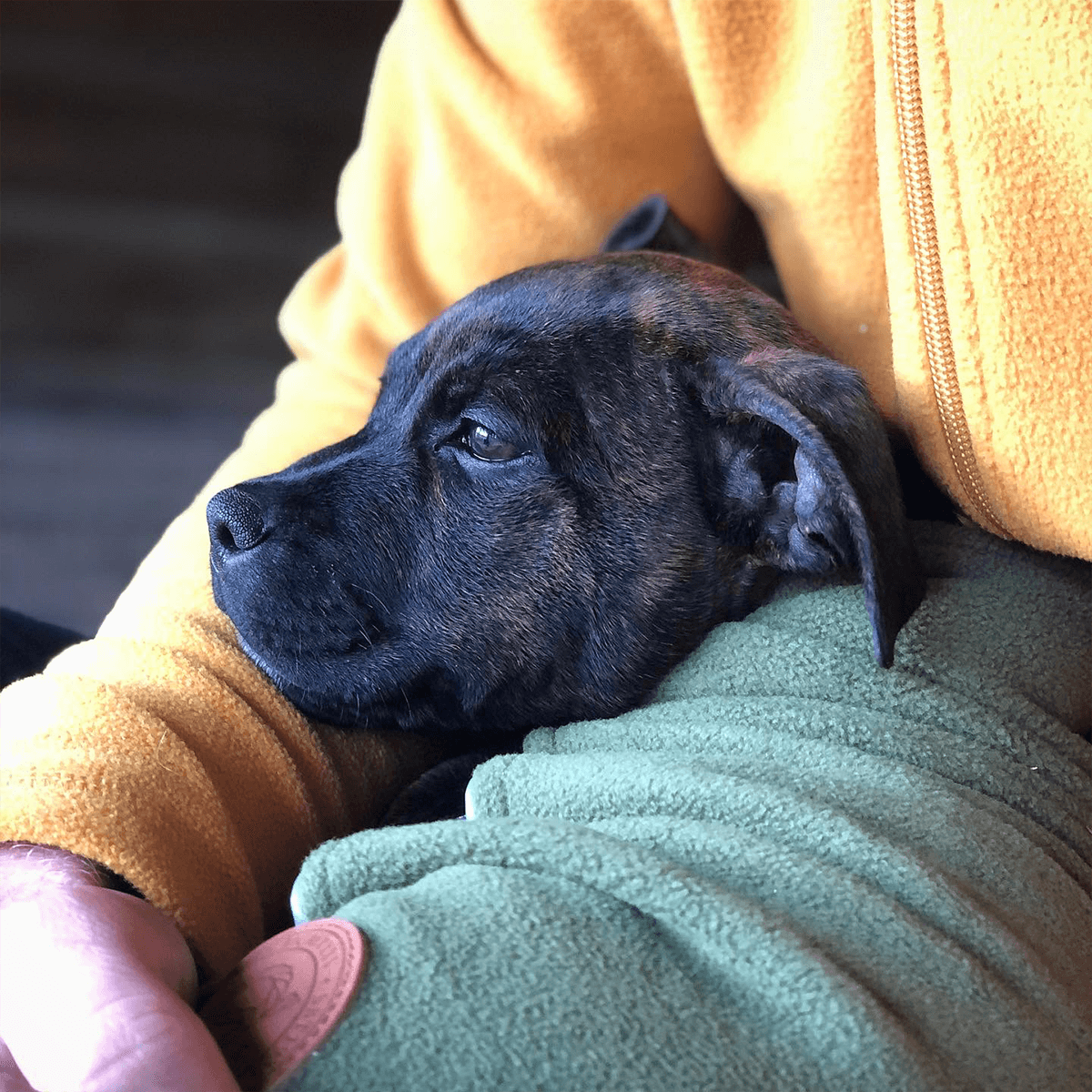 Staffordshire Bull Terrier Puppy Fleece Coat - Staffordshire Bull Terrier 1935®