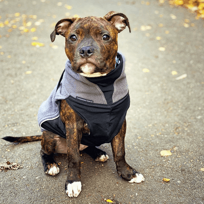 Staffordshire Bull Terrier 1935® Puppy Fleece Coat - Grey