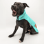 Staffordshire Bull Terrier 1935® Puppy Fleece Coat - Mint