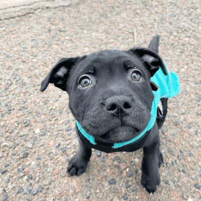 Staffordshire Bull Terrier 1935® Manteau Polaire Chiot - Turquoise Foncé