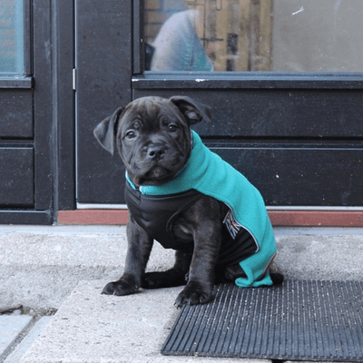 Staffordshire Bull Terrier 1935® Manteau Polaire Chiot - Turquoise Foncé