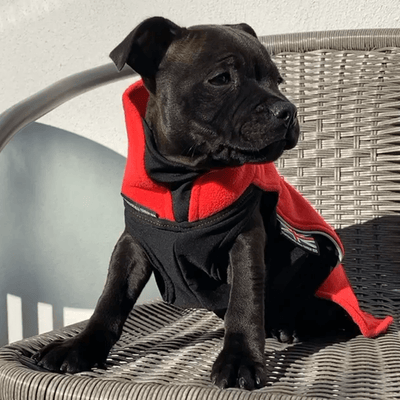 Staffordshire Bull Terrier 1935® Manteau Polaire Chiot - Rouge