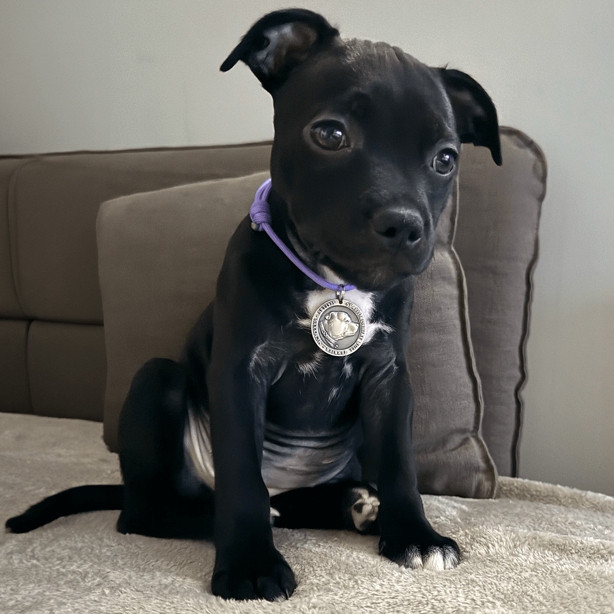 Staffordshire Bull Terrier 1935® Médaille avec Corde Chiot - Laiton ou Argent Ancien