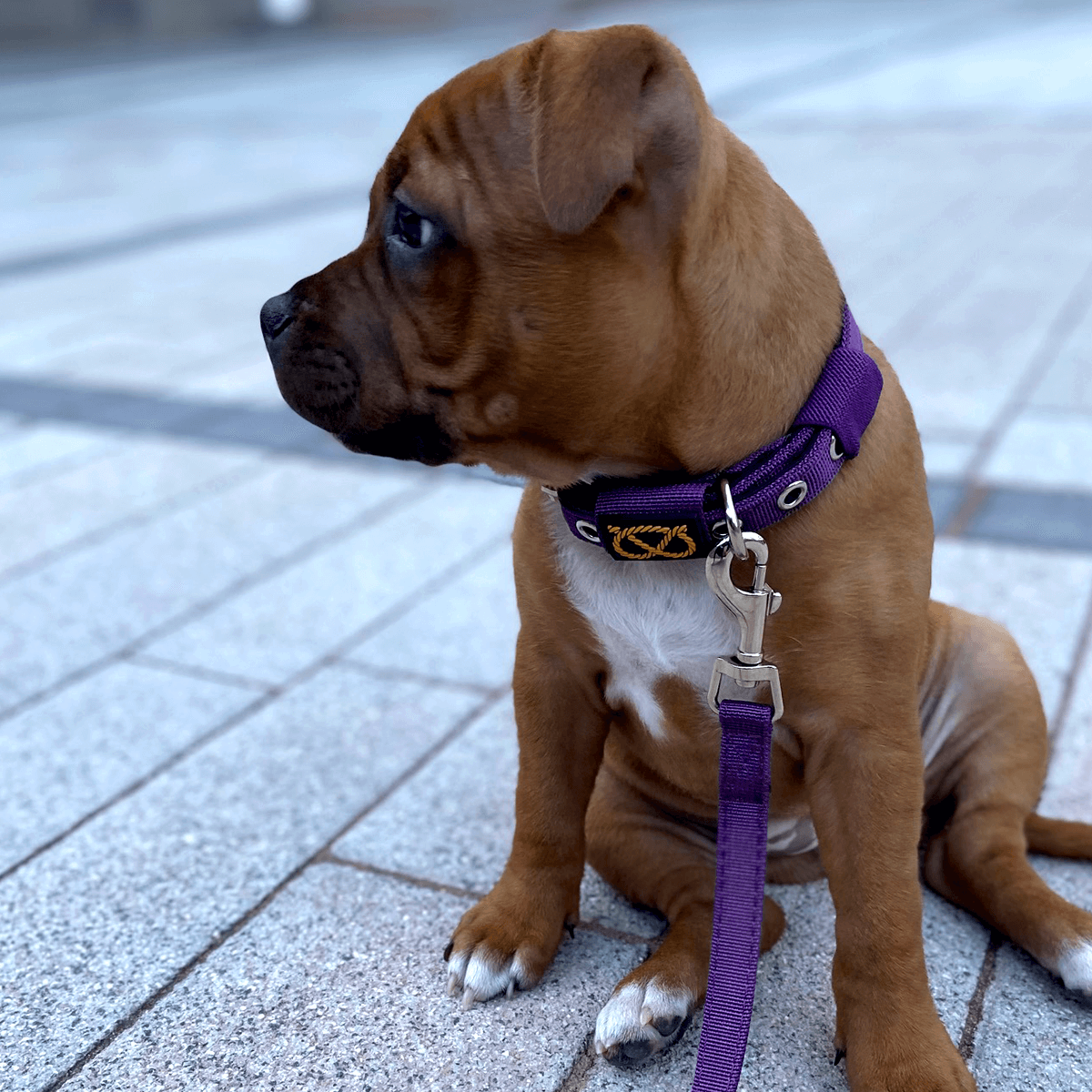 Staffordshire Bull Terrier Puppy Collar & Leash Set - Staffordshire Bull Terrier 1935®