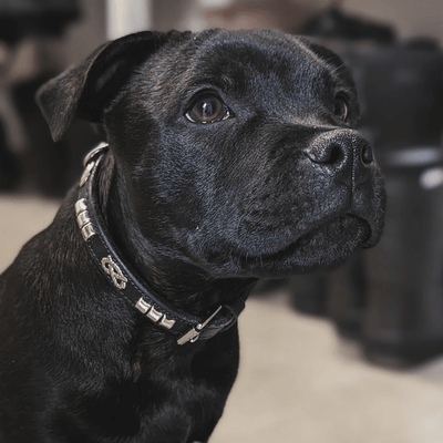 Staffordshire Bull Terrier Show Collar & Leash Set - Staffordshire Bull Terrier 1935®