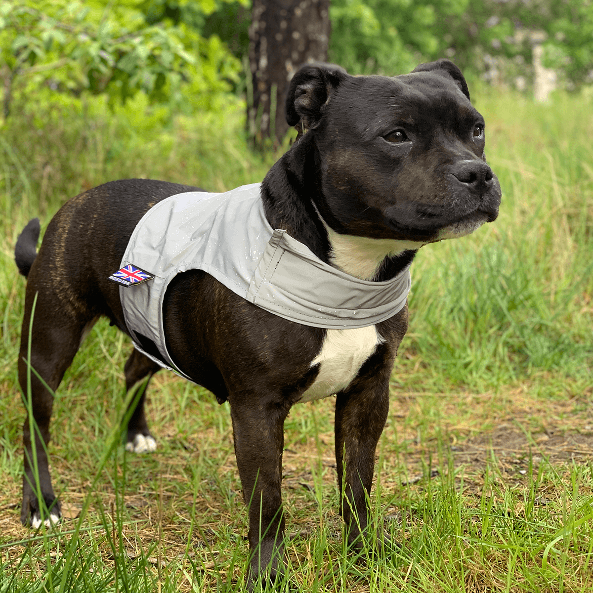 Staffordshire Bull Terrier Reflective Vest - Staffordshire Bull Terrier 1935®