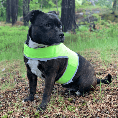 Staffordshire Bull Terrier Reflective Vest - Staffordshire Bull Terrier 1935®