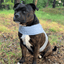 Staffordshire Bull Terrier Reflective Vest - Staffordshire Bull Terrier 1935®