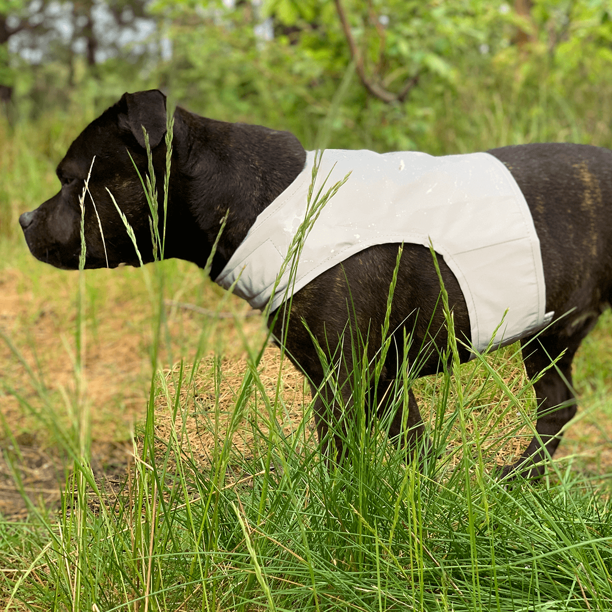 Staffordshire Bull Terrier Reflective Vest - Staffordshire Bull Terrier 1935®