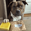 Staffordshire Bull Terrier 1935® Shampoo & Soap Bar