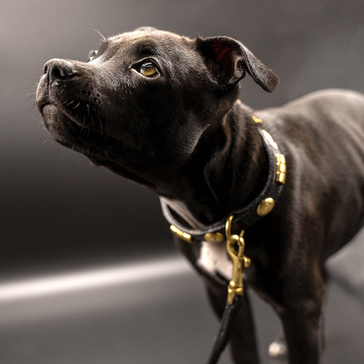 Staffordshire Bull Terrier Show Collar & Leash Set - Staffordshire Bull Terrier 1935®