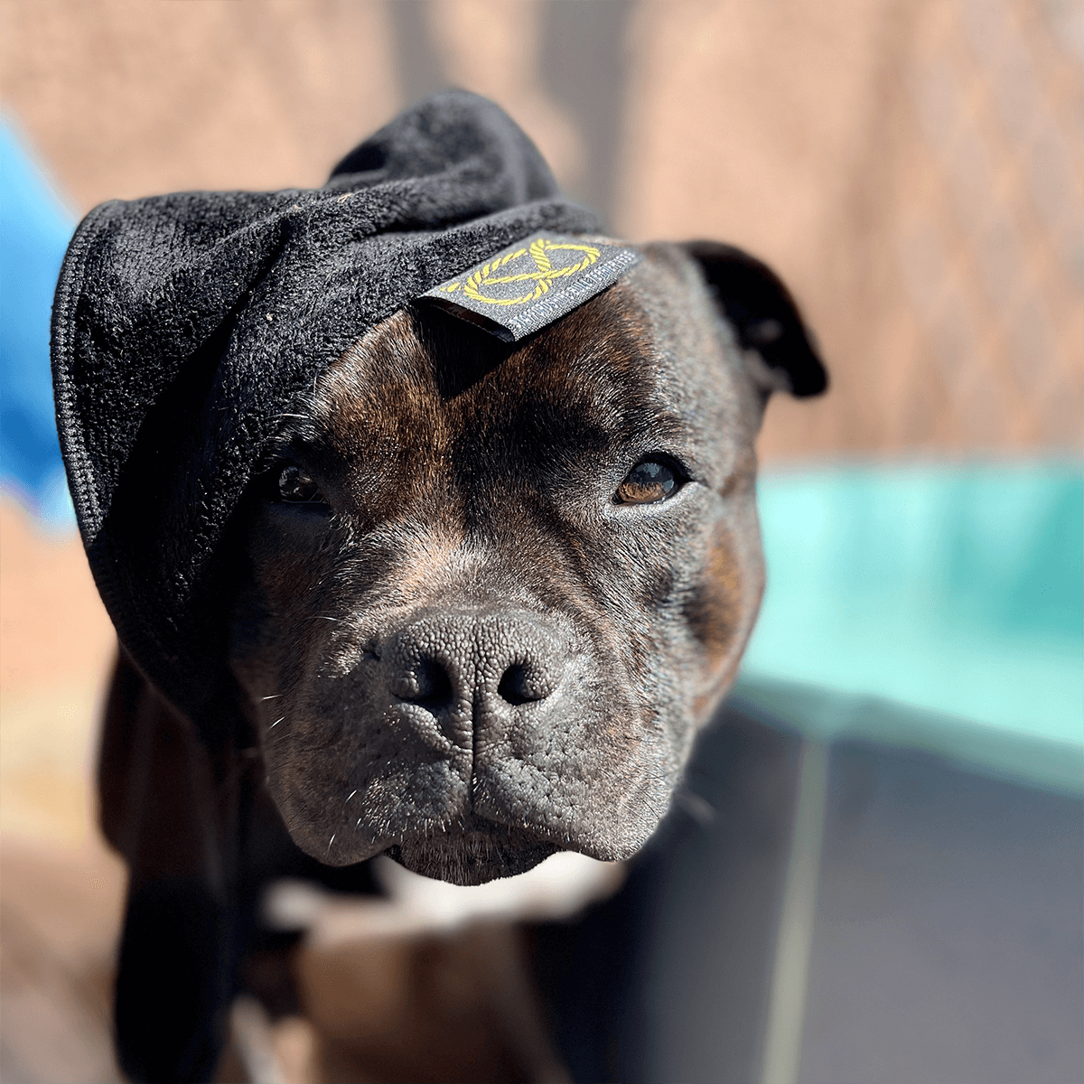 Staffordshire Bull Terrier 1935® Towel - Black