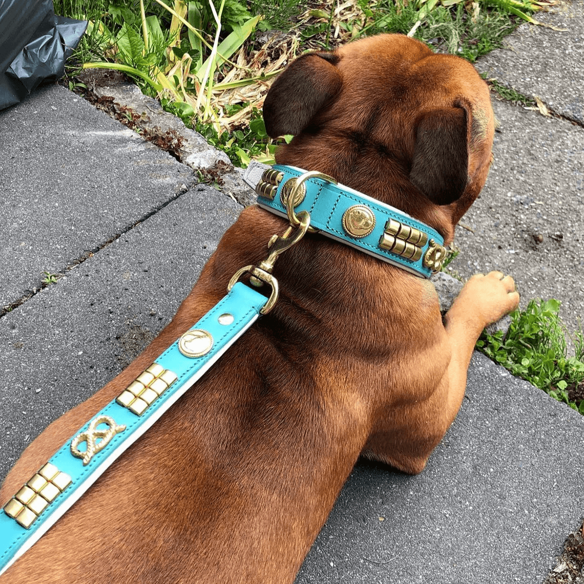 Staffordshire Bull Terrier 1935® Leather Collar & Leash Set - Jefferson - Turqoise/Gold